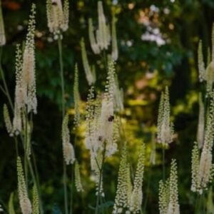 Black Cohosh