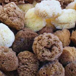 Bath Sponges