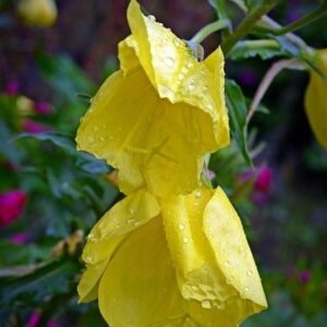 Evening Primrose