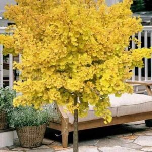 Ginkgo Biloba